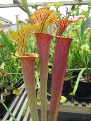 Sarracenia flava var rubricorpora FRUB-03-PJG 