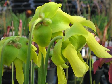 Sarracenia flava var rubricorpora FRUB-03-PJG 