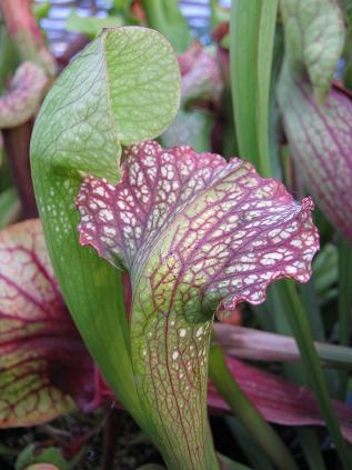 Sarracenia  Mardi Gras H-89-KC 