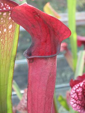 Sarracenia (popei x swaniana) H-110-ST 