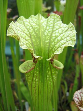 Sarracenia 'Katie Bates' H-128-MK 