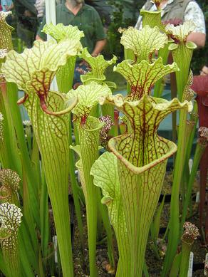 Sarracenia 'Katie Bates' H-128-MK 