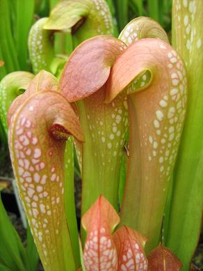 Sarracenia minor M-28-MK 