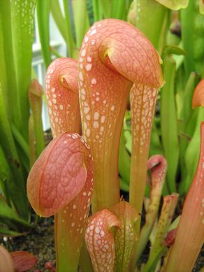 Sarracenia minor M-28-MK 