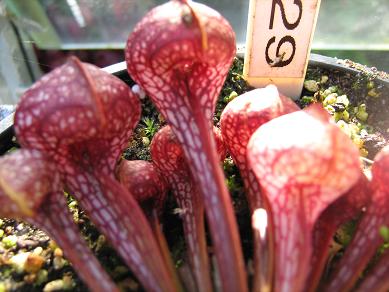 Sarracenia psittacina PS-29-ST 