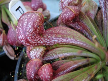 Sarracenia psittacina PS-29-ST 