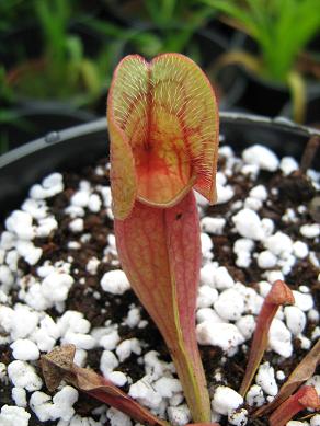 Sarracenia purpurea venosa P-43-ST 